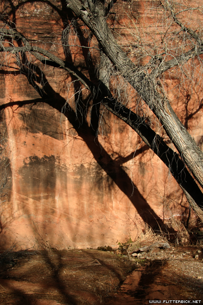 Canyon walls and cottonwood shadows at the Hurricane Wash spring