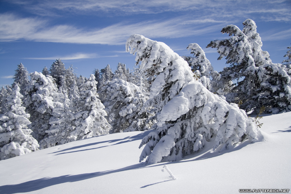 Snow-laden trees below the east side of the crest