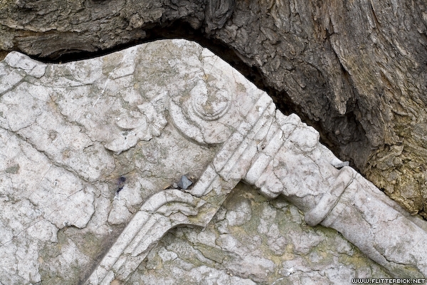 A tree molds to the shape of an old gravestone