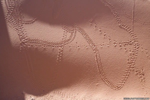 Beetle tracks on a small sand dune