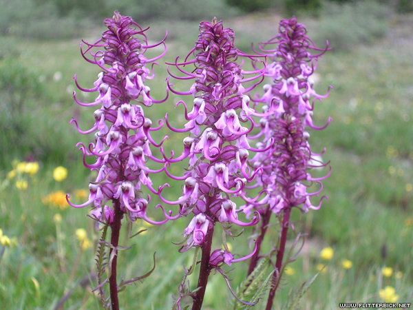 These flowers look like clusters of elephant heads