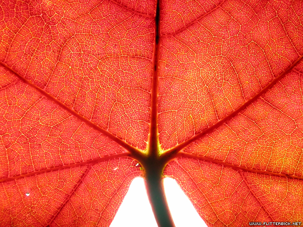 Capillary networks in a maple leaf, backlit by a fluorescent bulb